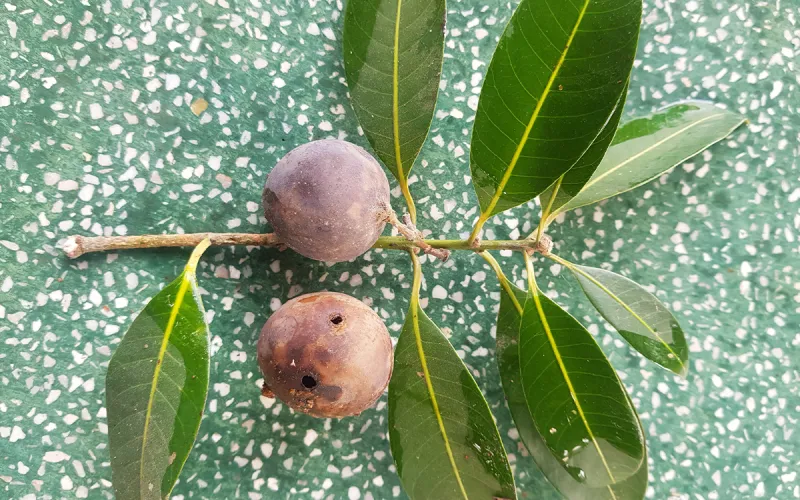 African Mango Seed